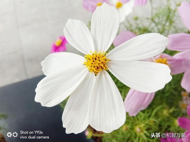 vivo y93s参数配置(vivo y93s值不值得入手)(7)