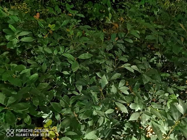 华为mate30rs值得买吗（mate 30 rs 保时捷设计评测）(23)