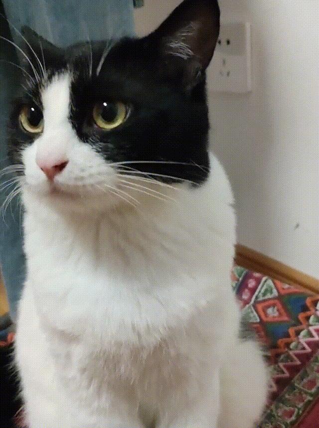 怎么做动态表情包（超实用制作表情包的方法）(8)