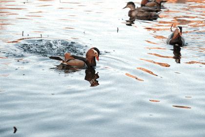 富士xt4参数配置(富士X-T4无反相机评测)(19)