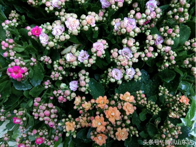 vivoy71参数配置(vivoy71值得入手吗)(9)