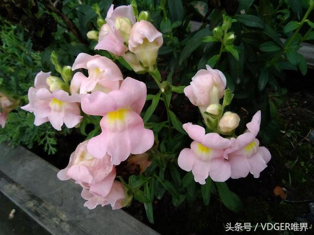 荣耀畅玩平板2参数配置(荣耀畅玩平板2值得入手吗)(29)