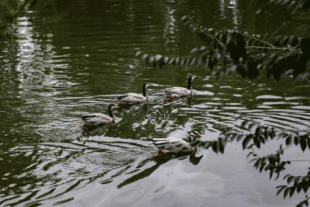 佳能eosr6参数配置(佳能eosr6值得入手吗)(11)