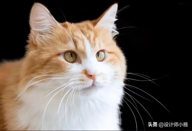 ps抠图技巧方法有哪些（5种ps抠图的正确方法和技巧）(1)