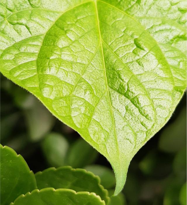 摩托罗拉p50手机参数(摩托罗拉p50还值得买吗)(11)