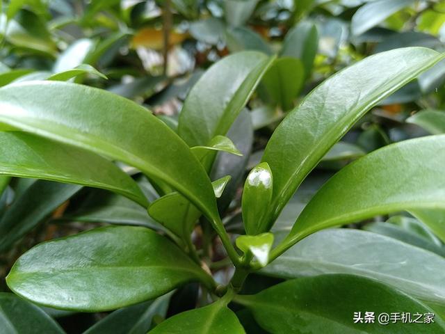 play5tpro参数配置（荣耀play 5t pro值不值得入手）(11)