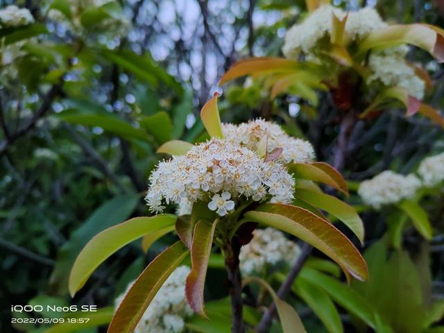 iqooneo6se怎么样（iQOO Neo6 SE详细评测）(25)