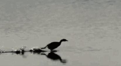 动态图怎么做（制作gif动图的方法）(4)