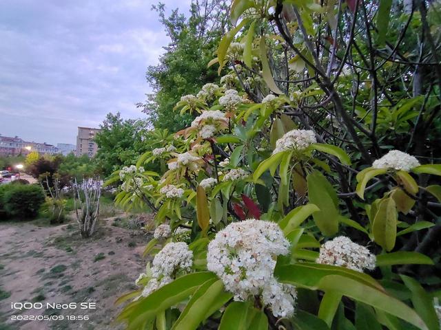 iqooneo6se怎么样（iQOO Neo6 SE详细评测）(29)