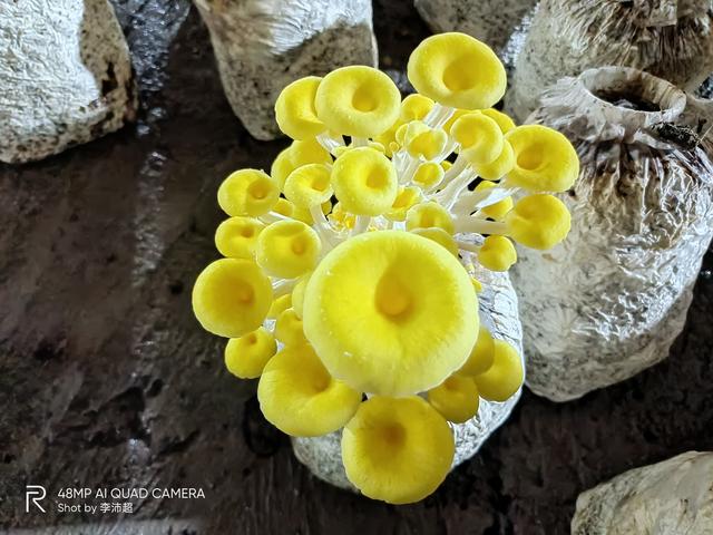 realmev55G手机参数(realmev5手机值得购买吗)(38)