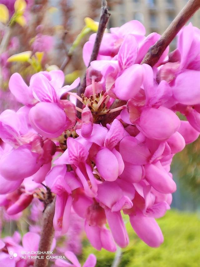 黑鲨手机5pro怎么样(黑鲨5pro值得入手吗)(22)