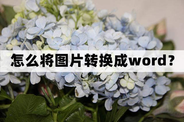 怎么将图片转换成word文档(将图片转word的3个操作方法)(1)