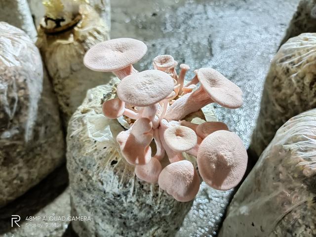 realmev55G手机参数(realmev5手机值得购买吗)(37)