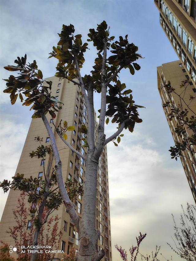 黑鲨手机5pro怎么样(黑鲨5pro值得入手吗)(24)