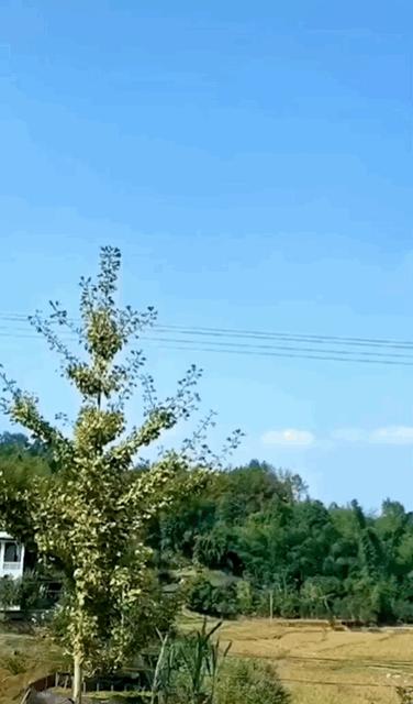 微信如何设置动态背景（微信视频动态背景制作方法）(11)