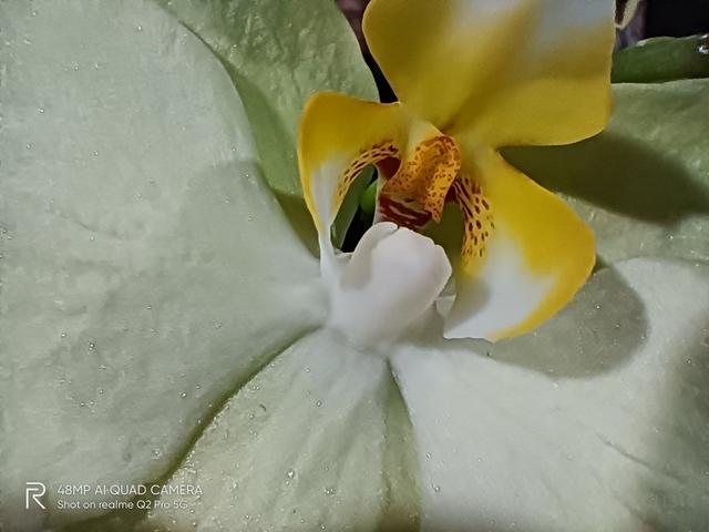 realmeq2pro参数配置详情（realmeq2pro这款手机值不值得买）(35)