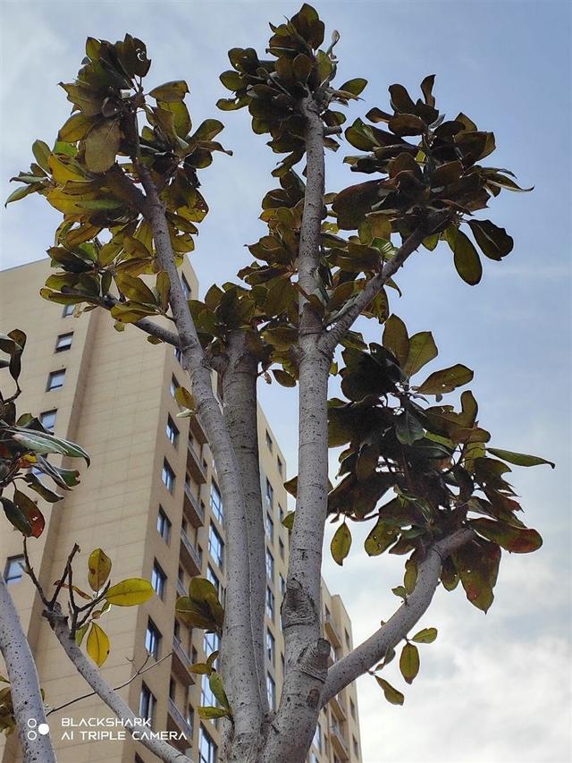 黑鲨手机5pro怎么样(黑鲨5pro值得入手吗)(25)