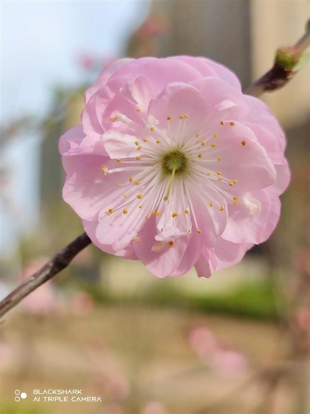 黑鲨手机5pro怎么样(黑鲨5pro值得入手吗)(21)