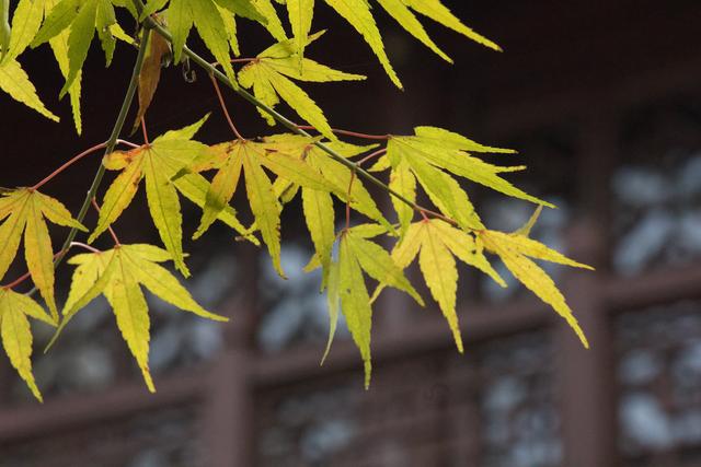 iphone景深效果怎么调（iphone手机拍摄背景虚化的方法）(2)