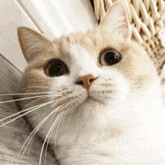 电脑怎么扫描文件（扫描识别图片操作方法）(10)