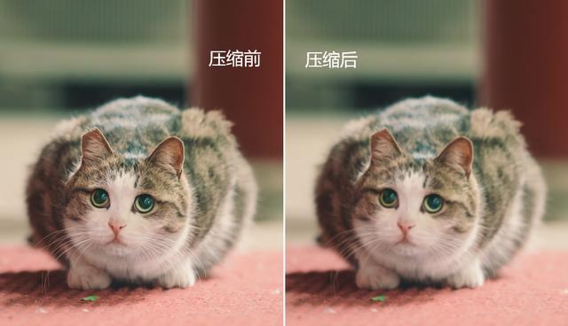 怎么让图片变小（调整图片大小的4个方法）(6)