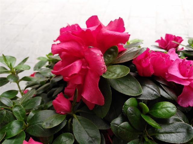 锤子坚果pro参数配置（锤子坚果pro值不值得买）(17)