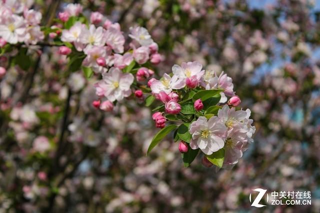 佳能1500d值得入手吗（佳能1500D/3000D评测）(18)