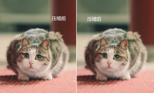 怎么让图片变小（调整图片大小的4个方法）(8)