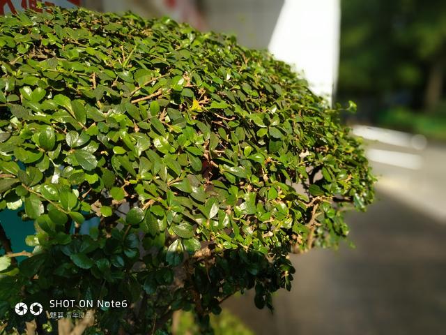 魅蓝note6怎么样（魅蓝Note6体验评测）(7)