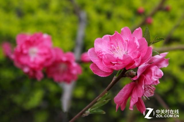 佳能1500d值得入手吗（佳能1500D/3000D评测）(22)