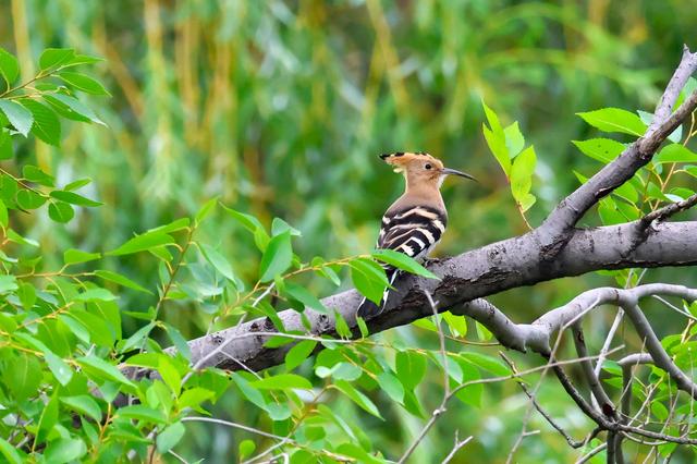 佳能eosr7怎么样（佳能r7值得拥有吗）(48)