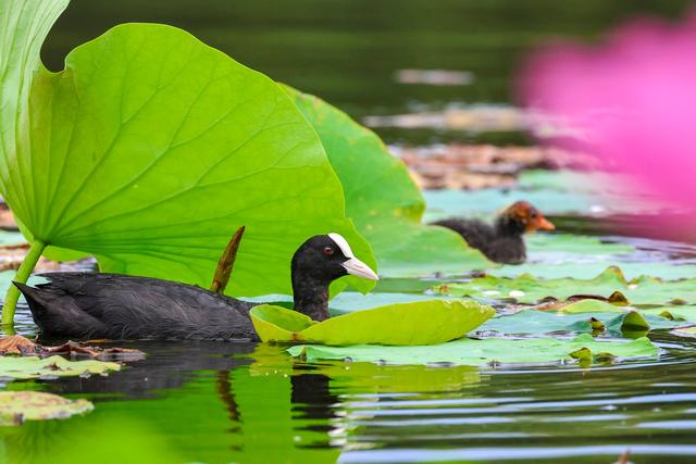 佳能eosr7怎么样（佳能r7值得拥有吗）(50)