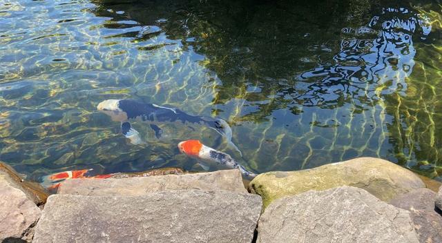 iphone se 2（iphone se2使用感受）(7)