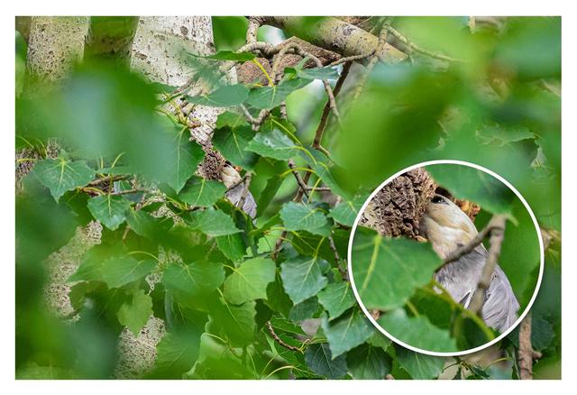 佳能eosr7怎么样（佳能r7值得拥有吗）(19)