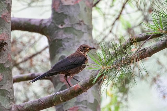 佳能eosr7怎么样（佳能r7值得拥有吗）(30)