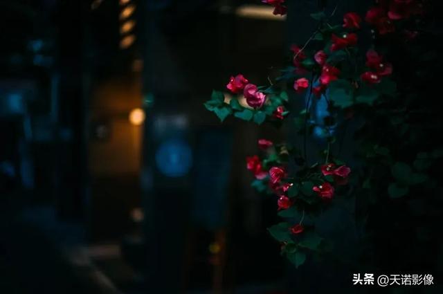 徕卡相机怎么样（徕卡相机值不值得入手呢）(10)