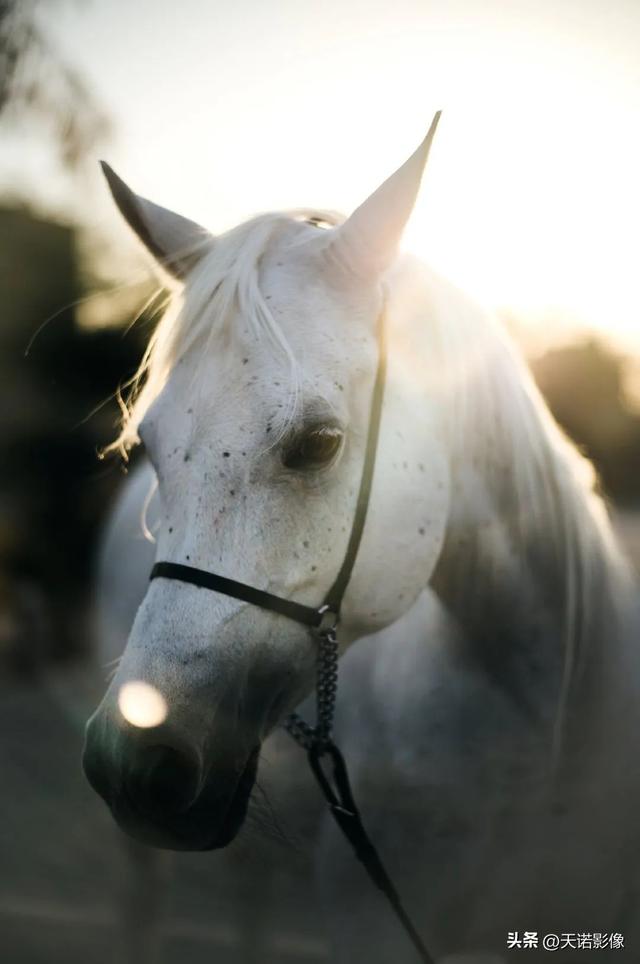 徕卡相机怎么样（徕卡相机值不值得入手呢）(21)