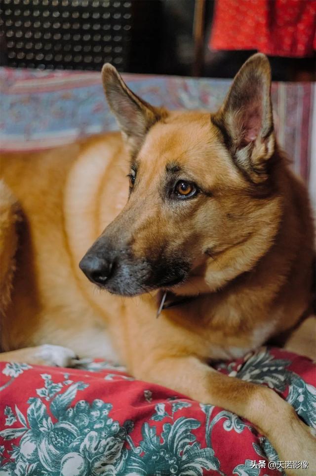 徕卡相机怎么样（徕卡相机值不值得入手呢）(13)