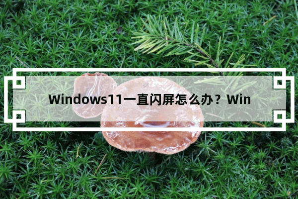 Windows11一直闪屏怎么办？Windows11屏幕不停的闪烁怎么办？